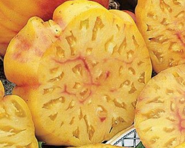 Pineapple Tomato Seeds